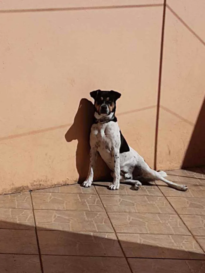 Cachorro ra a SRD idade 1 ano nome Pingo