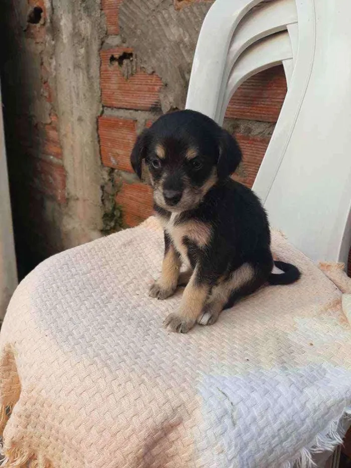 Cachorro ra a SRD (SEM RAÇA DEFINIDA) idade Abaixo de 2 meses nome Sem nomes definidos 