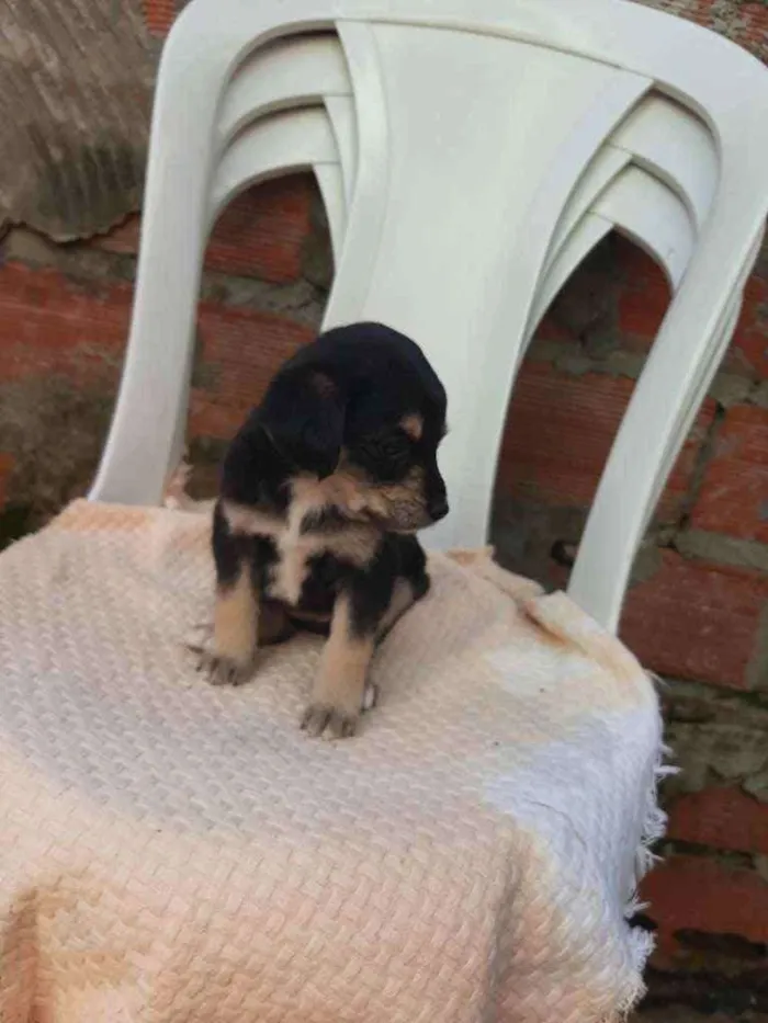 Cachorro ra a SRD (SEM RAÇA DEFINIDA) idade Abaixo de 2 meses nome Sem nomes definidos 