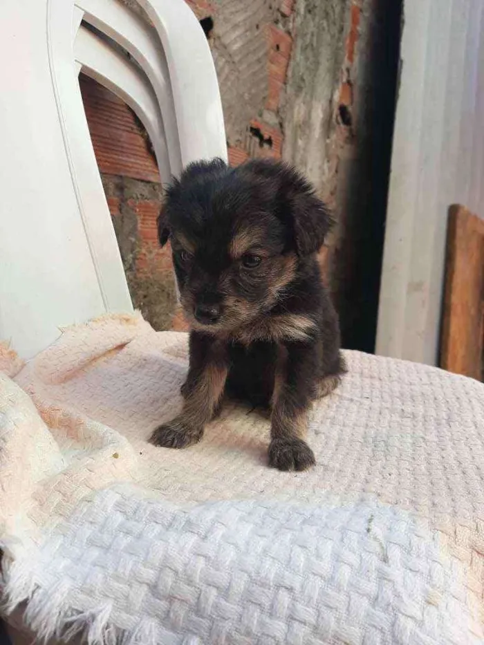 Cachorro ra a SRD (SEM RAÇA DEFINIDA) idade Abaixo de 2 meses nome Sem nomes definidos 