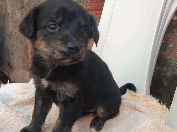 Cachorro ra a SRD (SEM RAÇA DEFINIDA) idade Abaixo de 2 meses nome Sem nomes definidos 