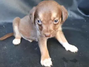 Cachorro raça SRD-ViraLata idade Abaixo de 2 meses nome PUPPIES