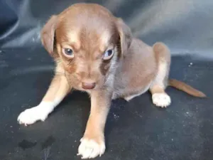 Cachorro raça SRD-ViraLata idade Abaixo de 2 meses nome macho1