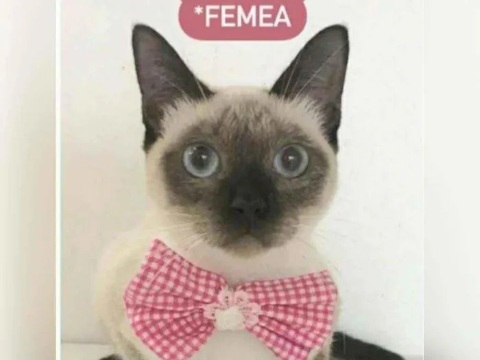 Gato raça Sem raça definida  idade 2 a 6 meses nome Smile