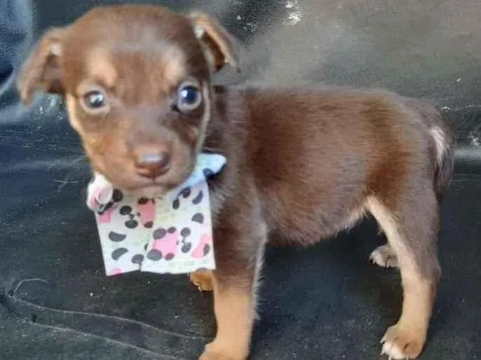 Cachorro raça SRD-ViraLata idade Abaixo de 2 meses nome femea 1