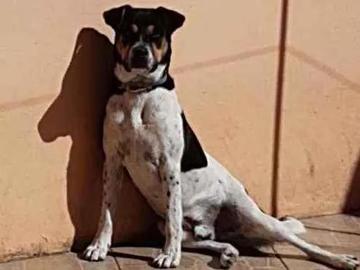 Cachorro ra a SRD idade 1 ano nome Pingo