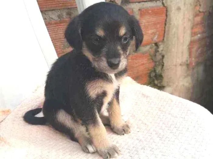 Cachorro ra a SRD (SEM RAÇA DEFINIDA) idade Abaixo de 2 meses nome Sem nomes definidos 