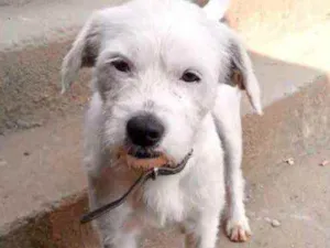 Cachorro raça Srd idade 7 a 11 meses nome Neve bb lindo 