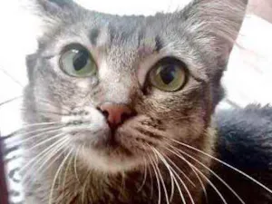 Gato raça Srd idade 1 ano nome Miumiu linda gatinha
