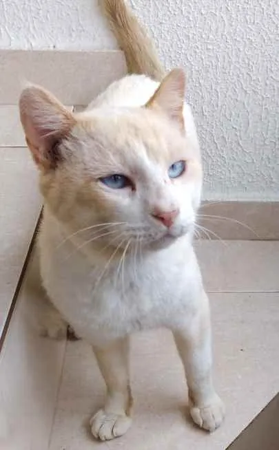 Gato raça Srd idade 7 a 11 meses nome Bianco lindo demais 