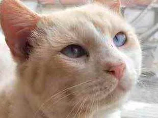 Gato raça Srd idade 7 a 11 meses nome Bianco lindo demais 