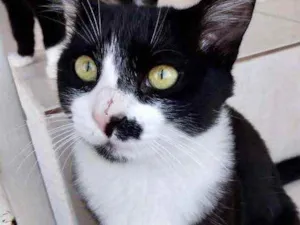 Gato raça Srd idade 7 a 11 meses nome Sushi um lindo!