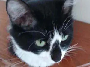 Gato raça Srd idade 7 a 11 meses nome Lua lindíssima 