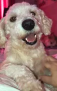 Apolo
