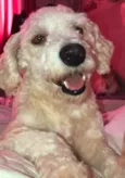 Apolo