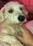 Apolo