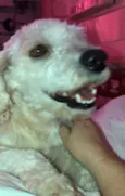 Apolo