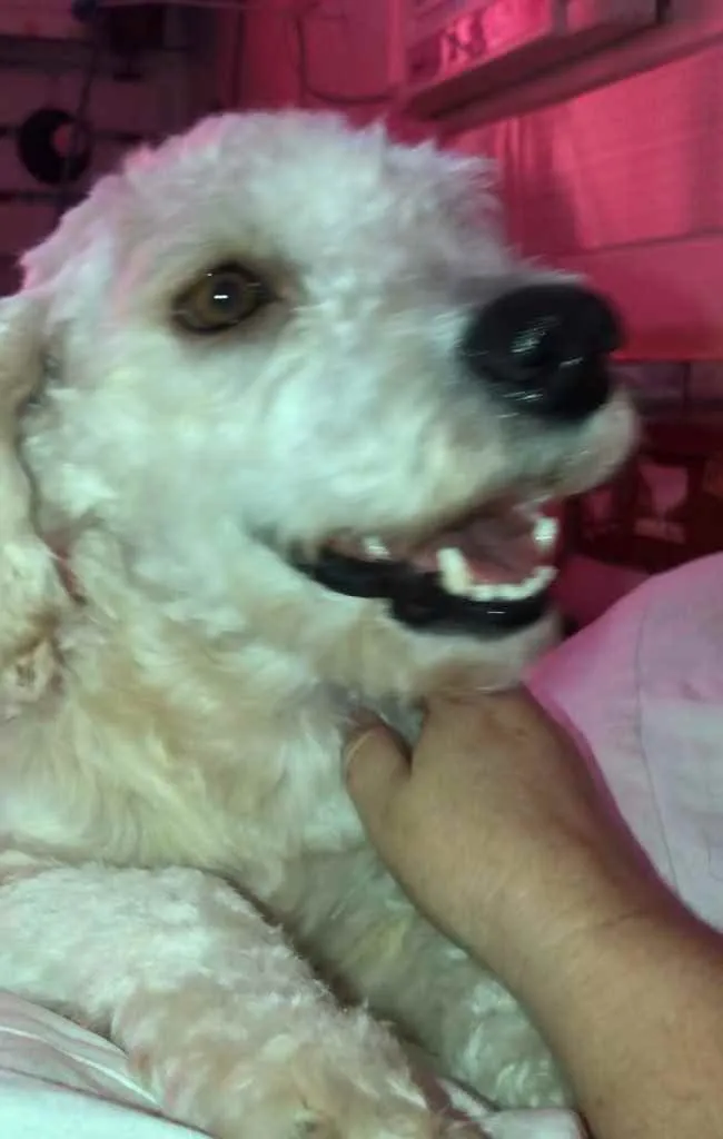 Cachorro ra a Poodle idade 2 anos nome Apolo