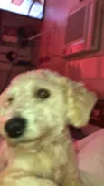 Apolo