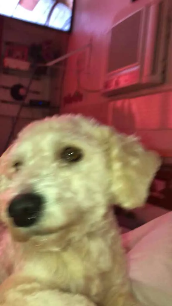 Cachorro ra a Poodle idade 2 anos nome Apolo