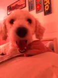 Apolo