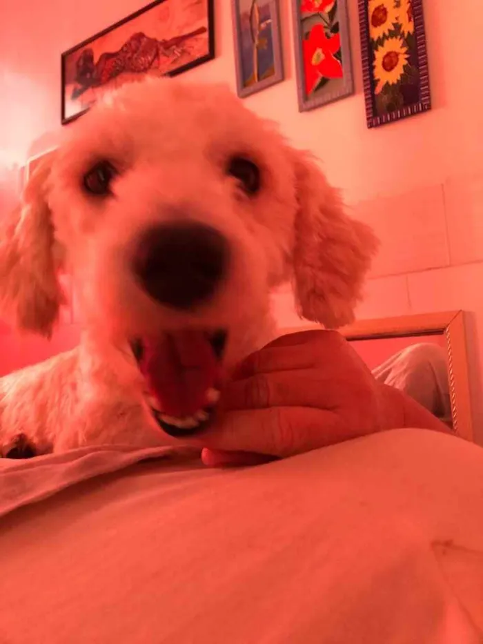 Cachorro ra a Poodle idade 2 anos nome Apolo