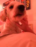 Apolo