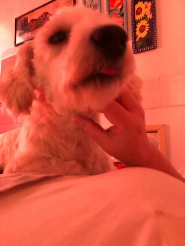 Cachorro ra a Poodle idade 2 anos nome Apolo