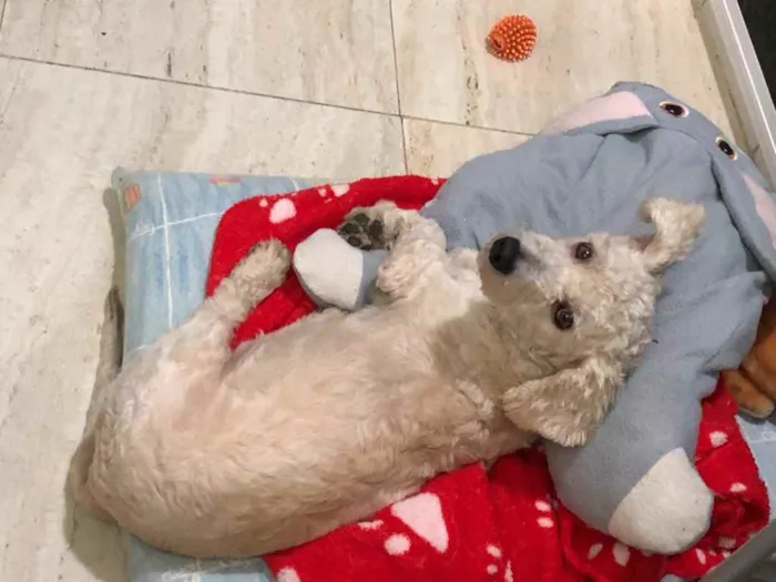 Cachorro ra a Poodle idade 2 anos nome Apolo
