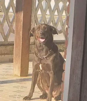 Cachorro raça parece labradora idade 2 anos nome megui