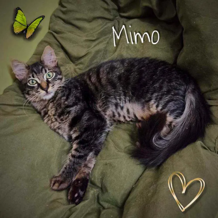 Gato ra a SRD idade 2 a 6 meses nome Mimo