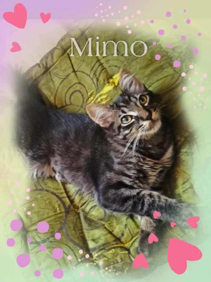 Gato ra a SRD idade 2 a 6 meses nome Mimo