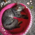 Mimo