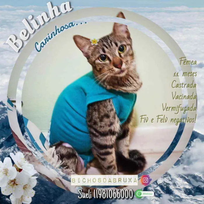Gato ra a Srd idade 7 a 11 meses nome Bella