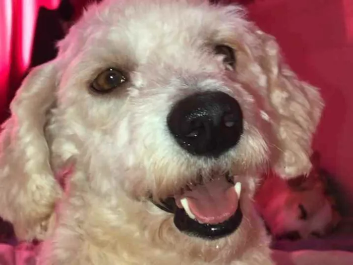 Cachorro ra a Poodle idade 2 anos nome Apolo