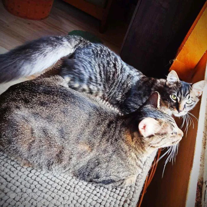 Gato ra a SRD idade 7 a 11 meses nome Bella e Mimo