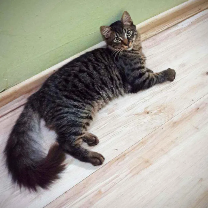 Gato ra a SRD idade 2 a 6 meses nome Mimo