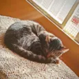 Kit cat