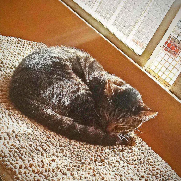 Gato ra a Srd idade 2 a 6 meses nome Kit cat