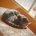 Kit cat