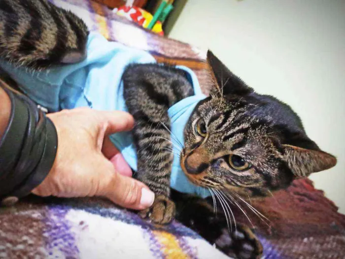 Gato ra a Srd idade 2 a 6 meses nome Kit cat