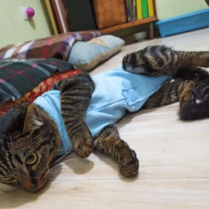 Gato ra a Srd idade 2 a 6 meses nome Kit cat