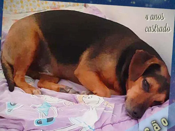 Cachorro ra a SRD idade 4 anos nome Bob