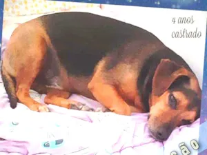 Cachorro raça SRD idade 4 anos nome Bob