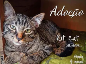 Gato raça Srd idade 2 a 6 meses nome Kit cat