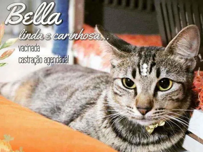 Gato ra a Srd idade 7 a 11 meses nome Bella