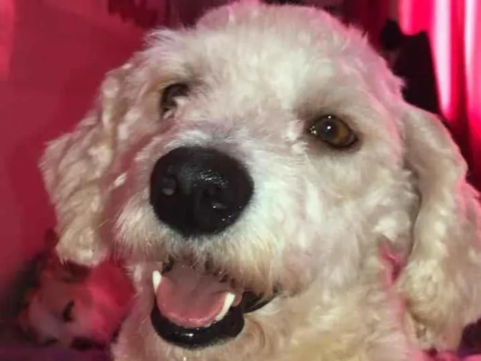Cachorro ra a Poodle idade 2 anos nome Apolo