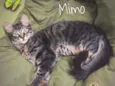 Mimo