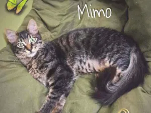 Gato raça SRD idade 2 a 6 meses nome Mimo