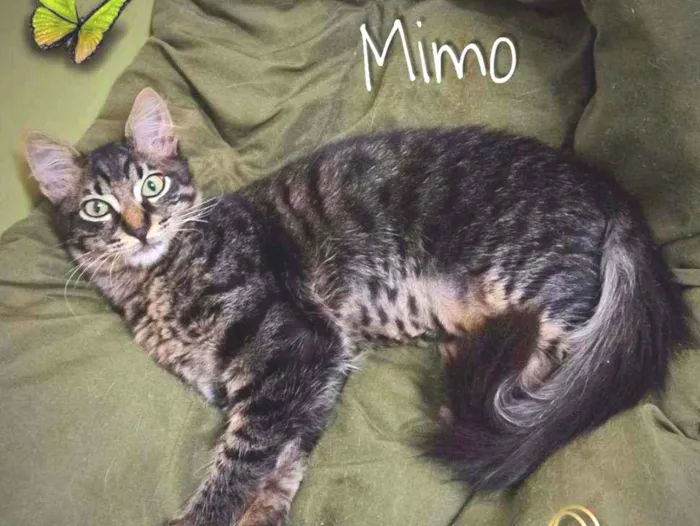 Gato ra a SRD idade 2 a 6 meses nome Mimo